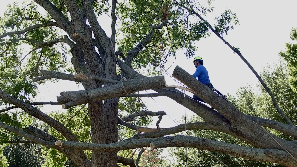 Professional Crown Thinning performed by certified arborists in Jal